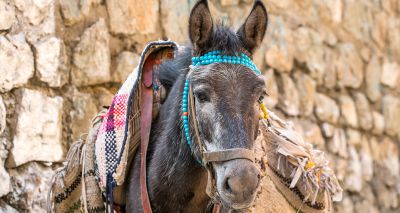 Study improves awareness of pack mule welfare
